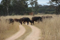 IMG_0279-Imire-Safari-Ranch
