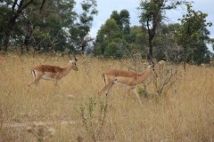 IMG_0290