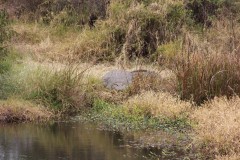IMG_0293
