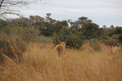 IMG_0308