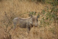 IMG_0330
