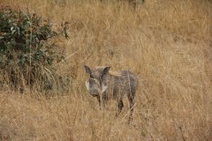 IMG_0331