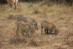 IMG_0338