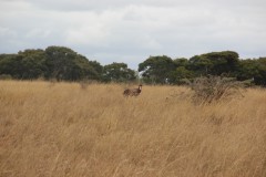 IMG_0350