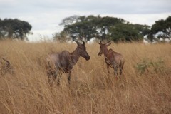 IMG_0351
